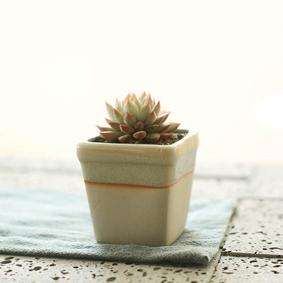 Succulent flowerpot furniture indoor potted plants