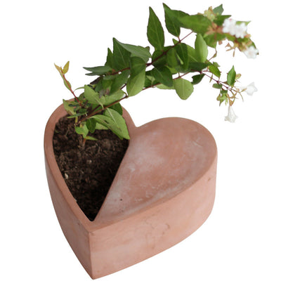 Pot culture of high-grade meat plants